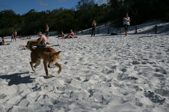 Dieser Bandit ein Dingo wollte an meinen Rucksack ist aber friedlich weiter gezogen.