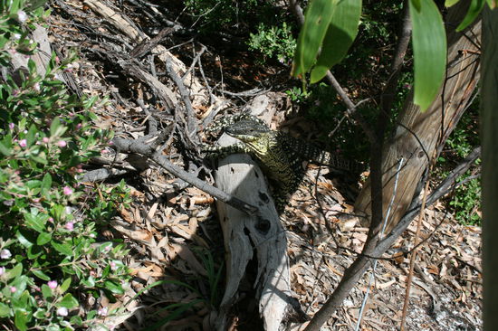 Ist schwer zu sehen der Gecko aber der war echt zutraulich