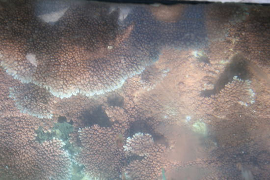 So klar war das Wasser,wir konnten zwanzig Meter tief gucken