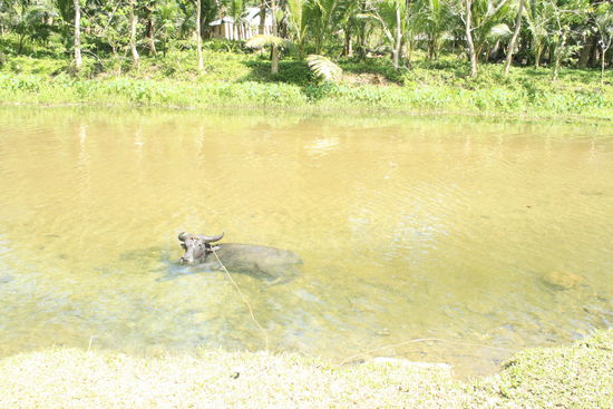 Water Bubalo am faul sein ..