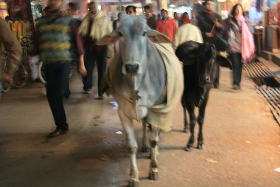 Also wenn es eines zu den Verkehrsregeln in Indien zu sagen gibt, Randjid hat immer Vorfahrt egal ob Fahrrad ,Bus oder LKW...