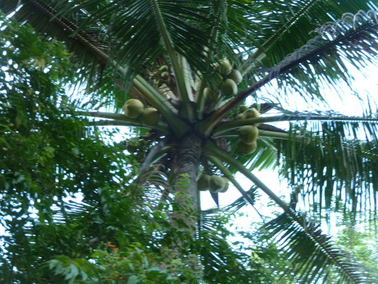 Wenn die Kokosnuesse fallen,das kann richtig Aua machen...