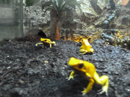 nicht viel groesser als eine Daumenkuppe...