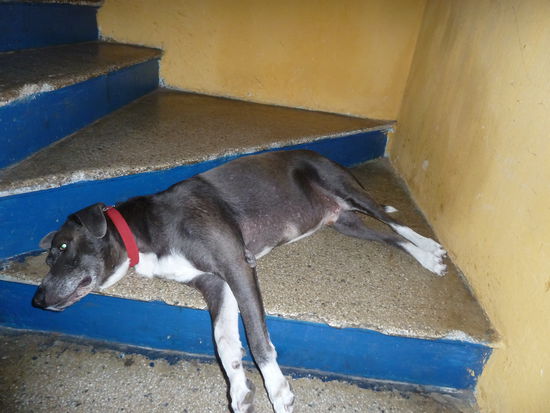 der hat sich auch immer seine Streicheleinheiten abgeholt,wenn ich unten mal am Rechner sass...