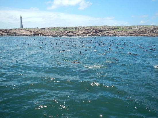 Ach ja hier noch mal die Seelöwen aus Punta del Este,dichter konnten wir nicht ran,völlig ok!