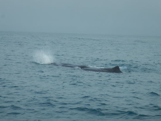 Sperm Wal 17-22m , 5t