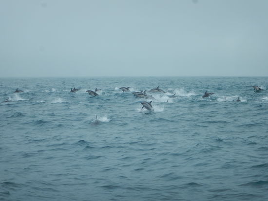 ein ganzes Rudel springwütiger Delfine…
