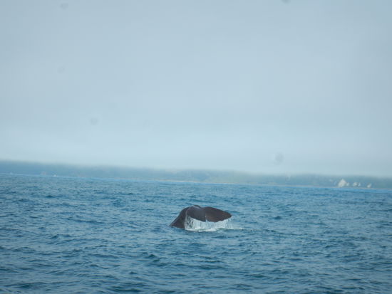 Beim Abtauchen… ich war schwer beeindruckt..