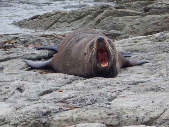 einmal Zahnkontrolle bitte…