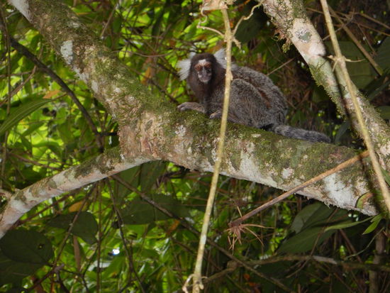 Das ist ein kleines Totenkopfäffchen…