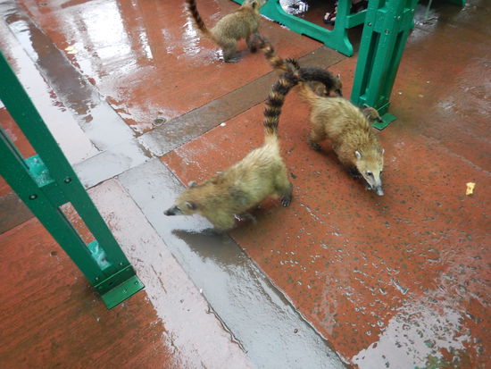 Alles,was essbar ist gut festhalten…