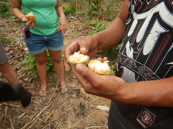 Die Kakaofrucht war sehr lecker…