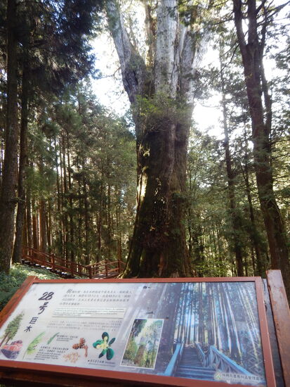 Dieser Baum steht in Alishon und ist mal 2000 Jahre alt !