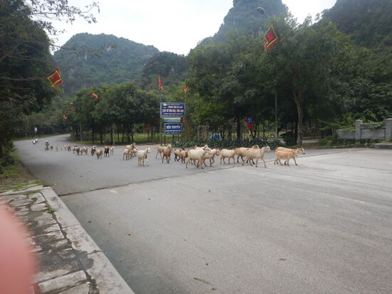 Ziegen auf dem Heimweg ...