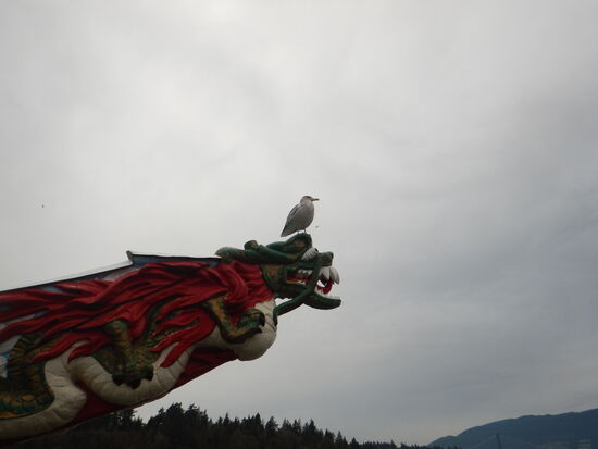 Stilleben: Möwe am Stanley Park...