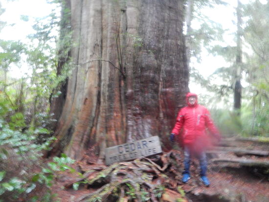 Big Tree Session , nasser geht es nicht 