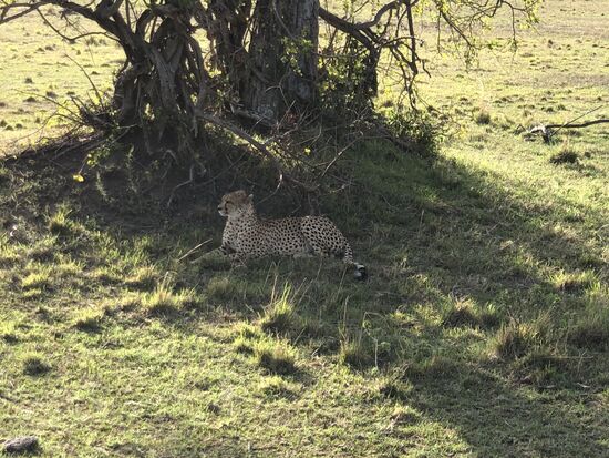 Der Chetah schon im Angriffsmodus