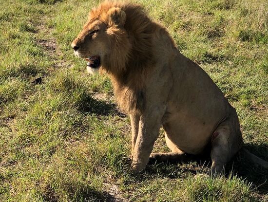 Wenn ich den Löwen mit dem Büffel gezeigt hätte, wäre das sicher zensiert worden.