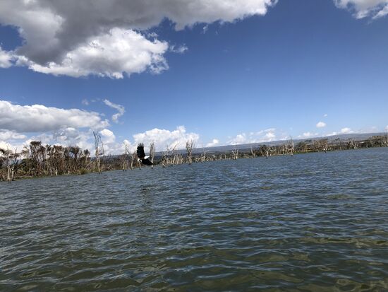 When the eagles fly ....