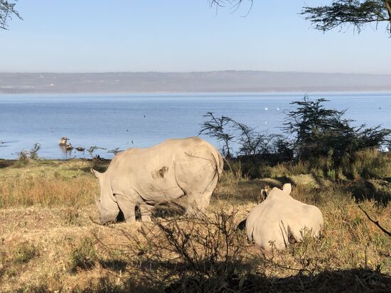Lake Naivasha mit Nashörnern !