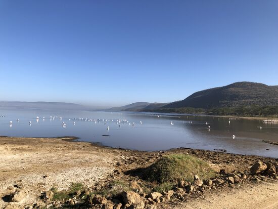 Lake Naivasha ein Süßwassersee ...