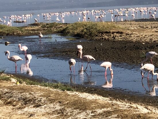 Flamingos !