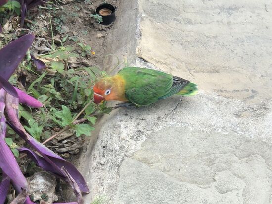 Der war nicht viel größer als ein Spatz!