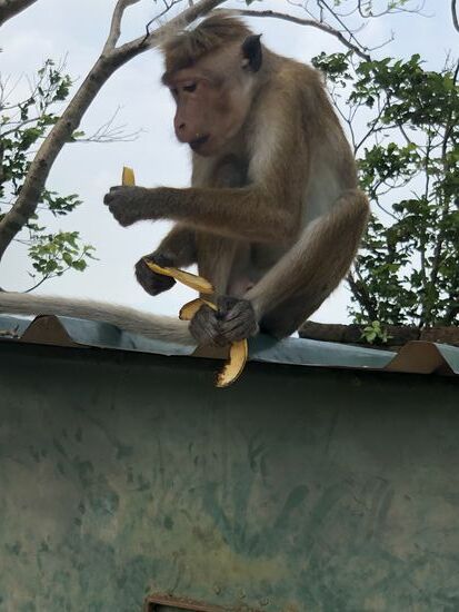 Dieses kleine Äffchen , hat erstmal Frühstück