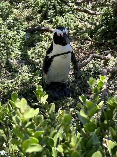 Dann zu den Pinguinen