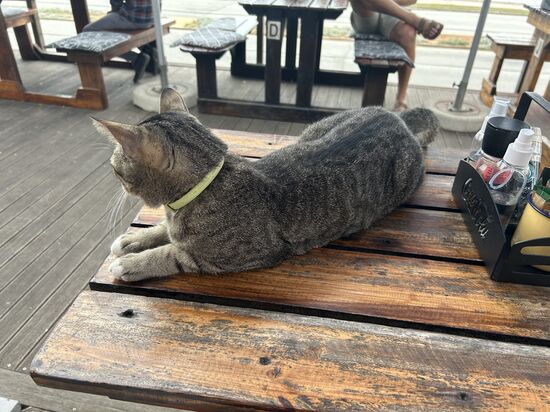 Die Nachbarskatze aus dem Indelgo Café hat mir Gesellschaft geleistet!