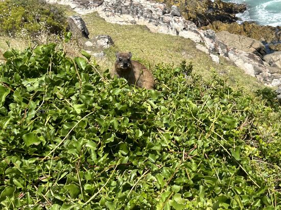 Will noch raus finden, wie diese kleinen Tiere heißen?