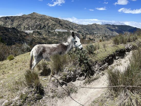 Ein Hangesel vorne kurze und hinten lange Beine �