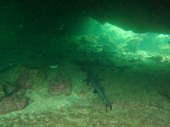 Viele, viele Sharkies …