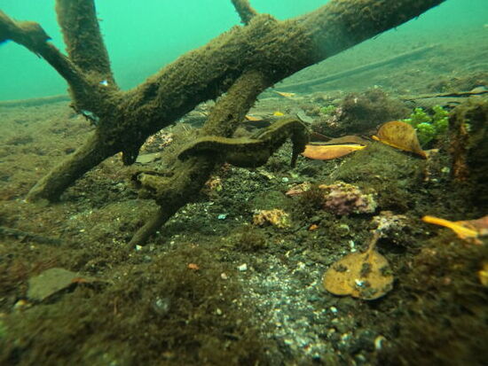 Schwer zu erkennen, so ein kleines Seepferdchen �