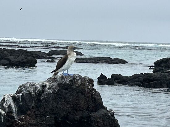 Da ist er , mein Blaufusstölpel ….)