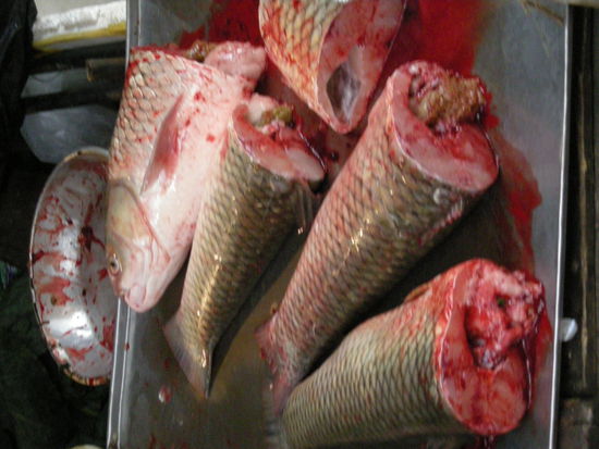 hmmmm... der Kopf hat beim Fotografieren noch gezuckt, daher ist es etwas unscharf geworden )