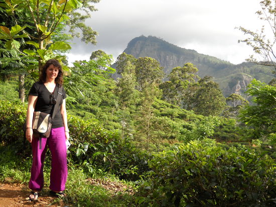 inmitten von Ceylon-Tee