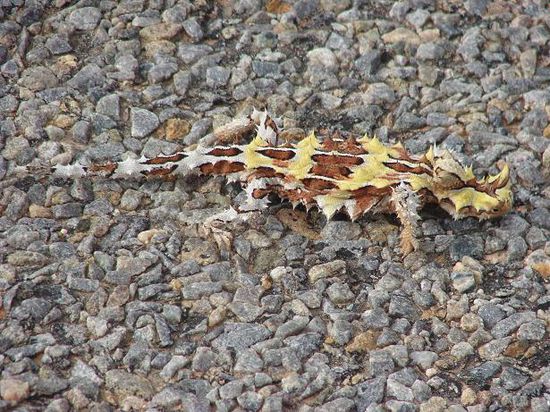 thorny devil