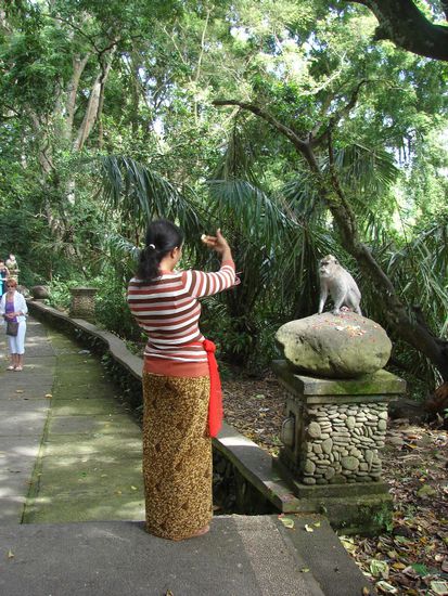 beim taeglichen Gebet...der Affee wartet auf das Opferschaelchen, da oft ein Stueck Obst mit drinnen liegt