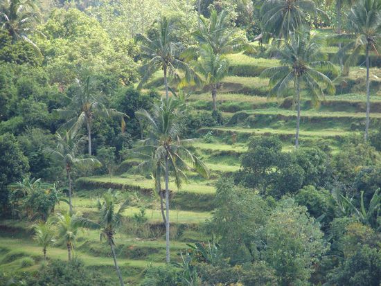 Reisterrassen auf Bali