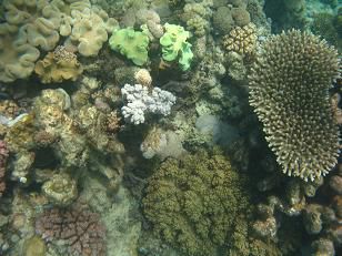 - Great Barrier Reef -