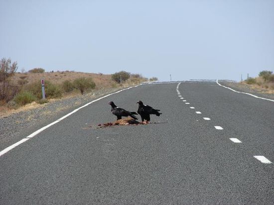 Kangaru mal anders....