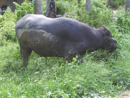 der Wasserbueffel hat mich vielleicht erschreckt und frisst keine 2 m von der Strasse, ohne Halsband/Kette