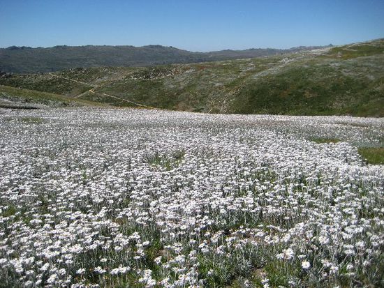 Blühende Alpwiesen beim Mount Kosciuszko
