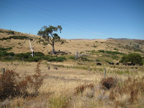 Die "grüne" Insel Tasmanien