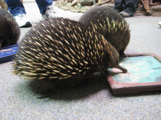 Langnasen Echydna beim schlürfen des Mittagessens...