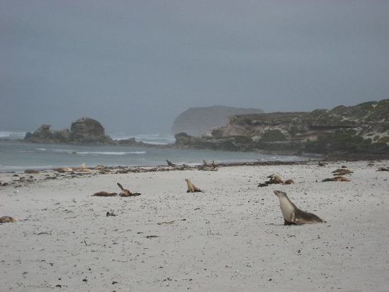 Seal Bay