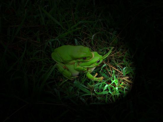 Lärmige Treefrogs by Night