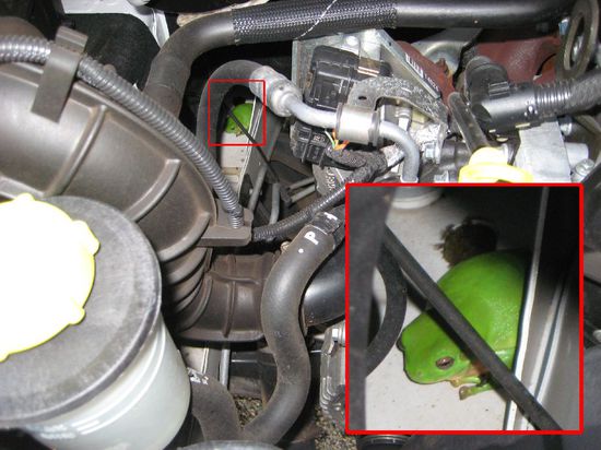 Ein weitgereister Treefrog im Innern unseres Motorraumes.