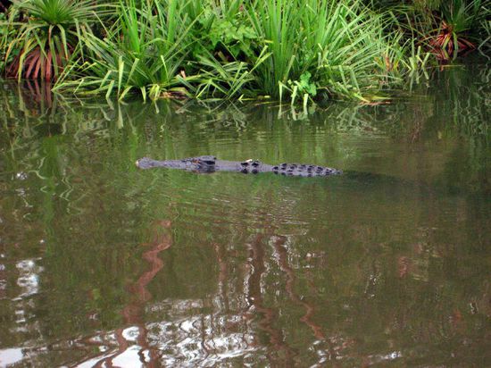 Ein Salzwasserkrokodil im gemächlichen Schwumm neben unserem Boot.
